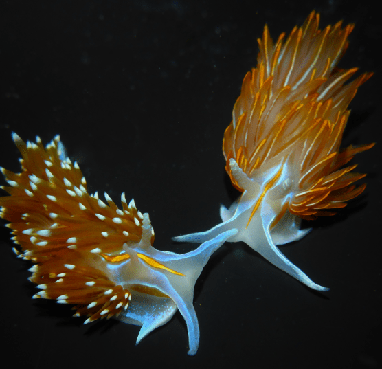 opalescent-sea-slug.