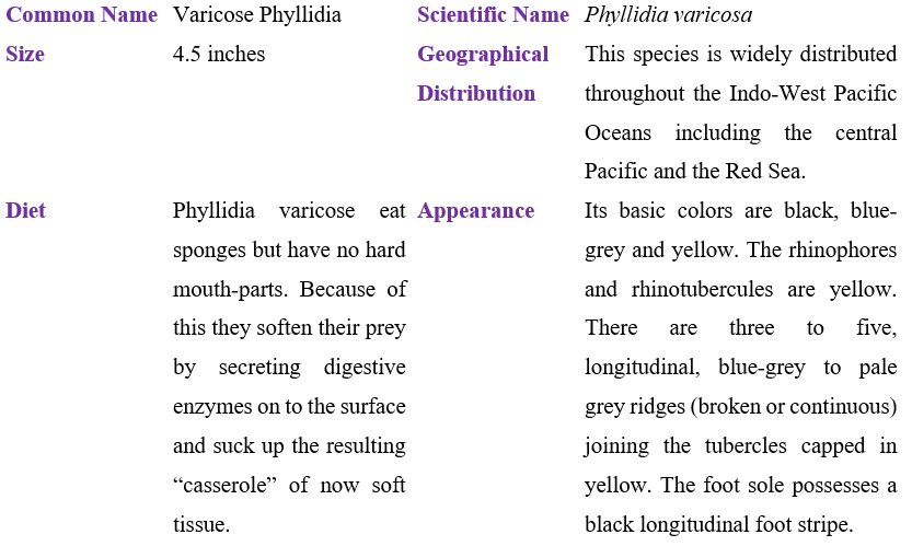phyllidia-varicosa-table