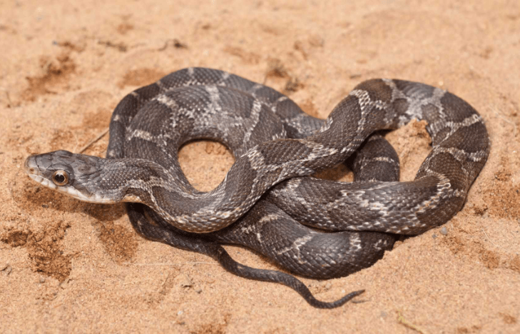 rat-snake