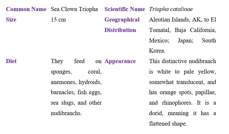 sea-clown-triopha-table