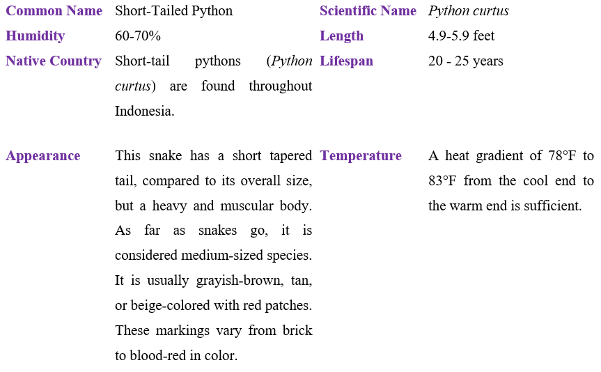 short-tailed-python-table