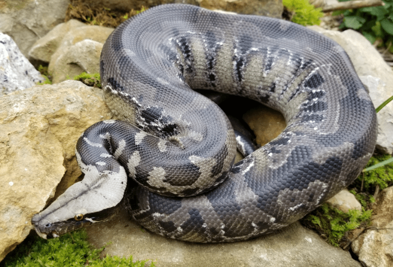 short-tailed-python.