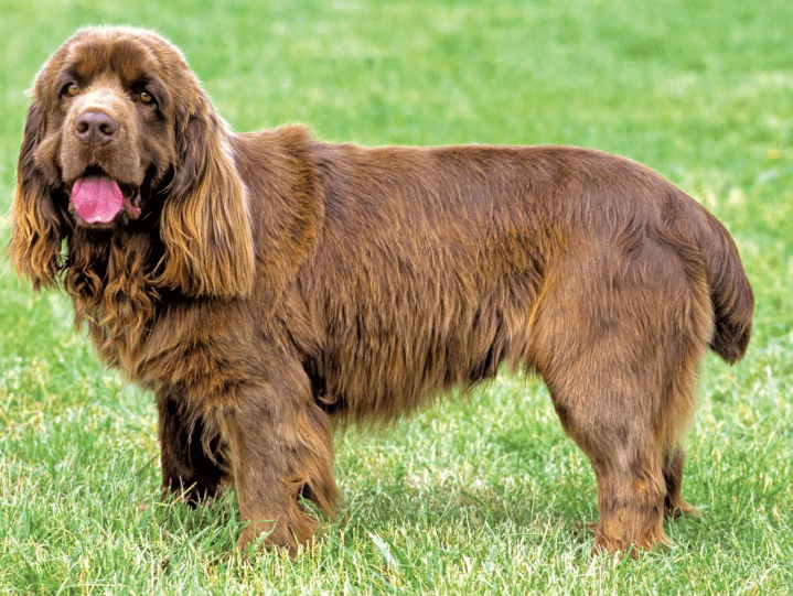 sussex-spaniel.