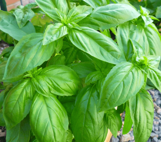 basil