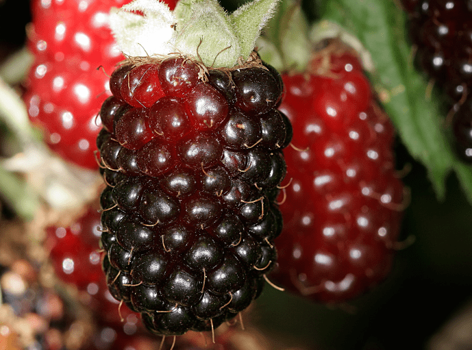 boysenberry.
