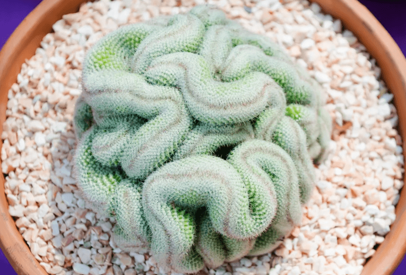 brain-cactus