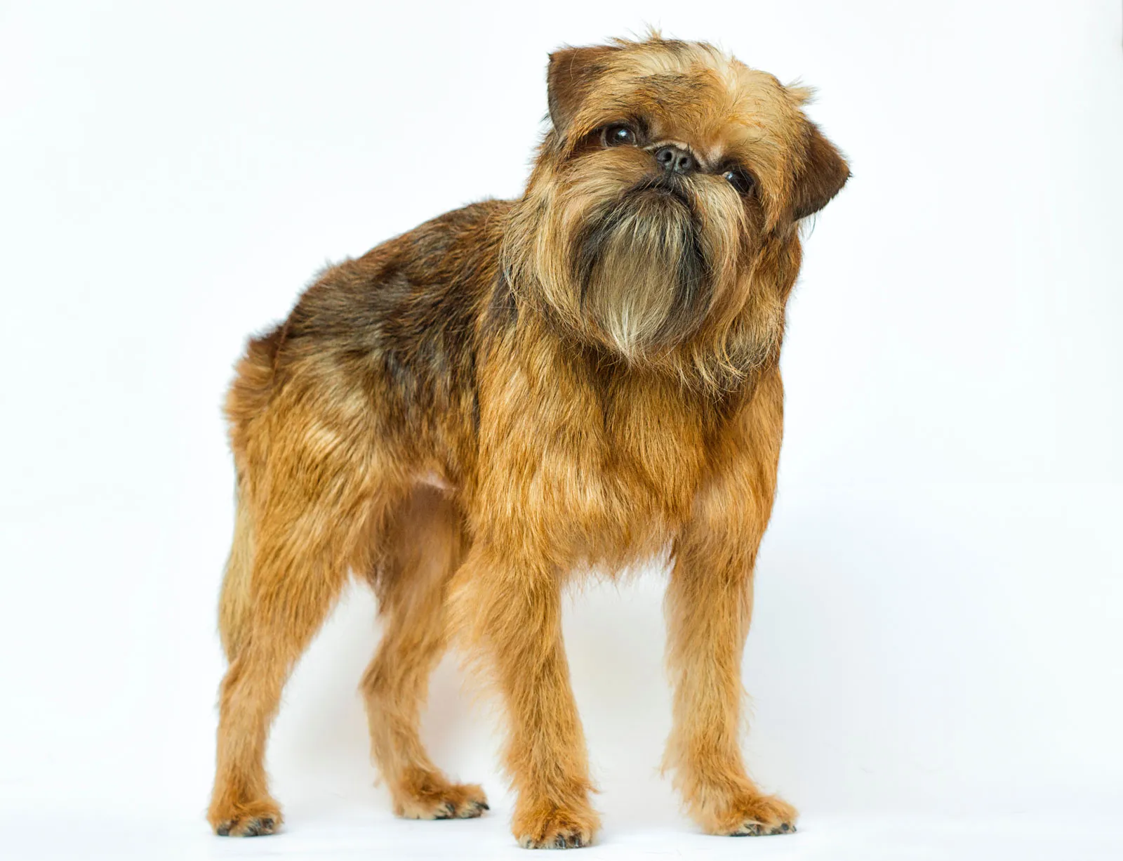 brussels-griffon.