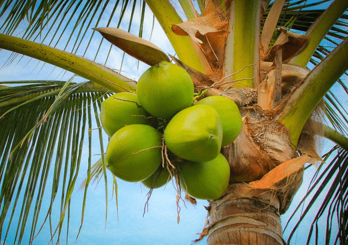 coconut.