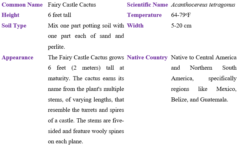 fairy-castle-cactus-table