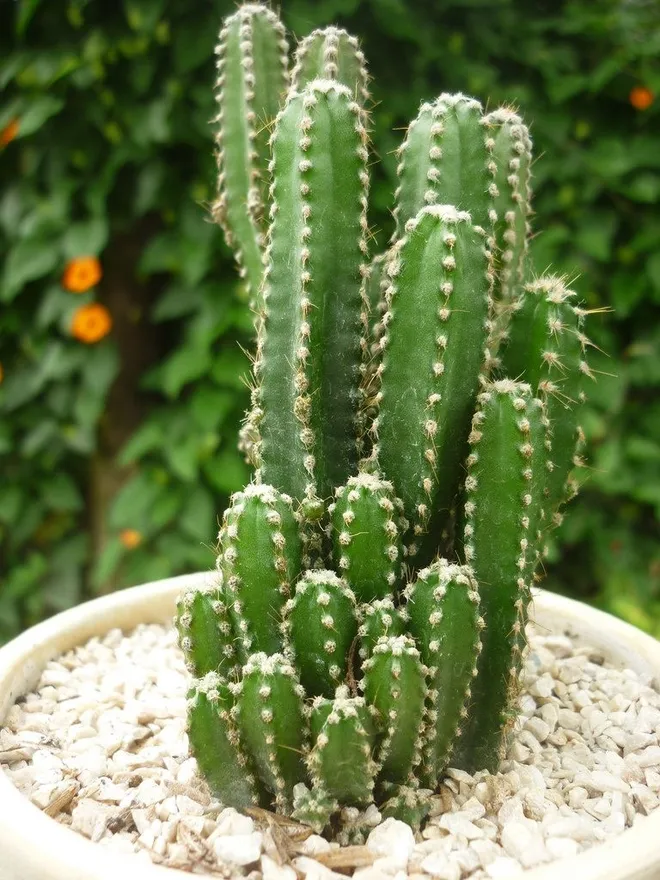 fairy-castle-cactus