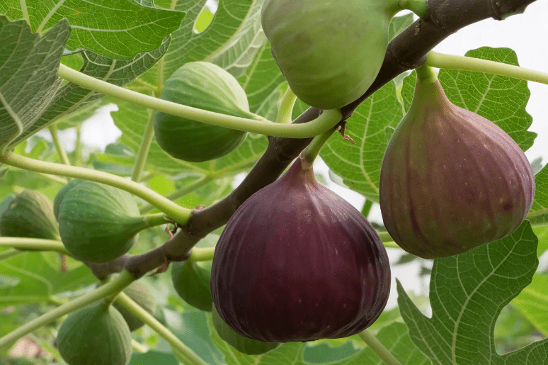 fig.