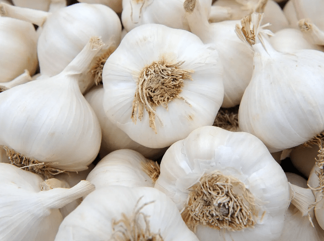 garlic.