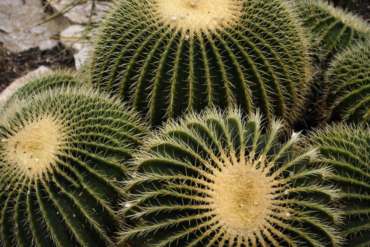 golden-barrel-cactus