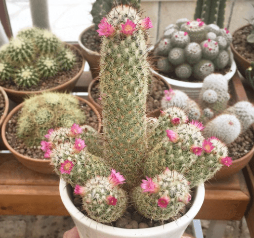 lady-finger-cactus.