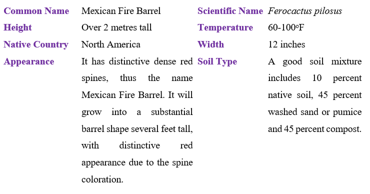 mexican-fire-barrel-cactus-table