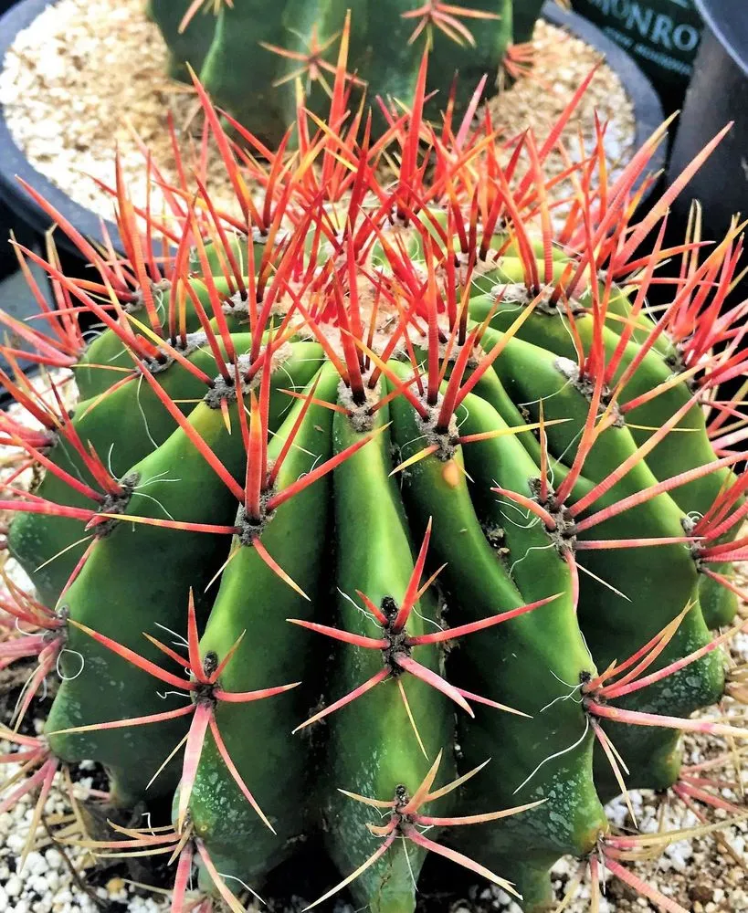 mexican-fire-barrel-cactus.