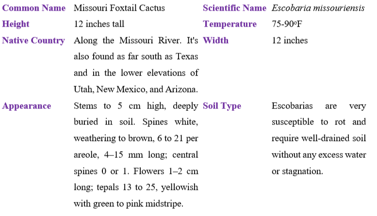 missouri-foxtail-cactus-table