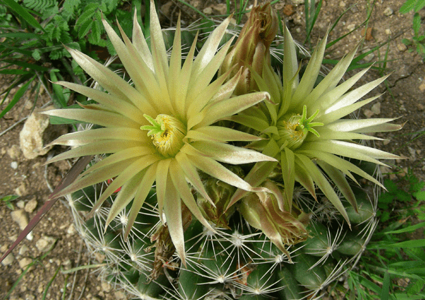 missouri-foxtail-cactus.