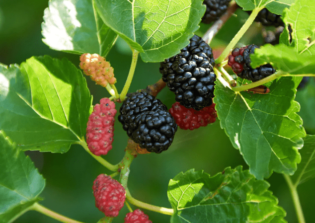 mulberry.