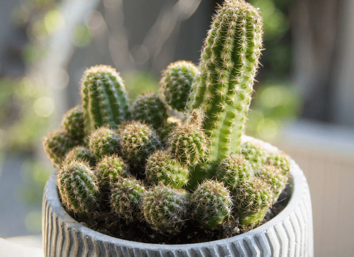 peanut-cactus.