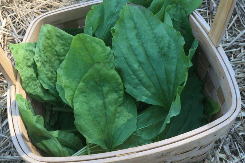 plantain-leaves.