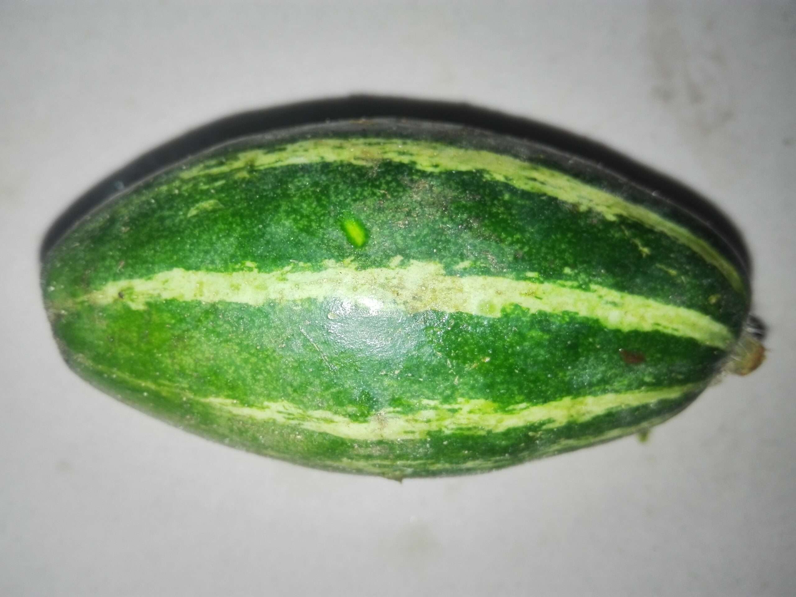 pointed-gourd