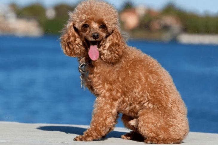 poodle-(toy).