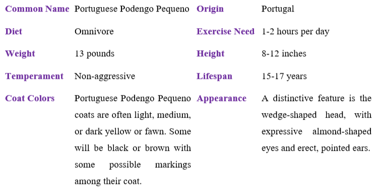 portuguese-podengo-pequeno-table