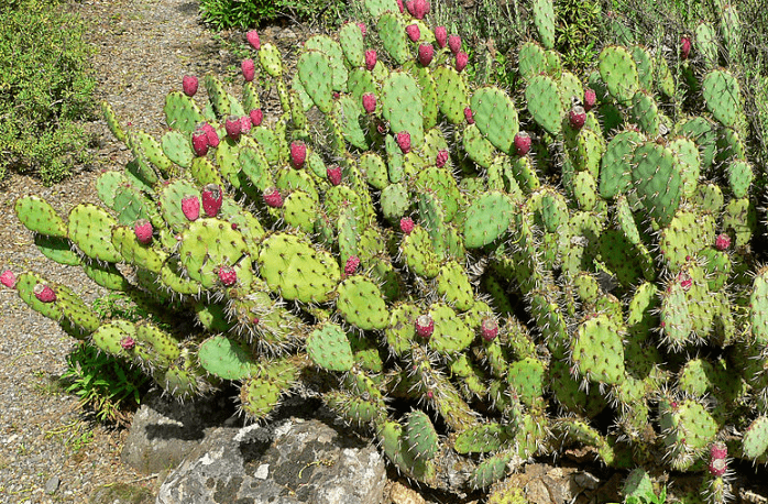 prickly-pear-cactus.
