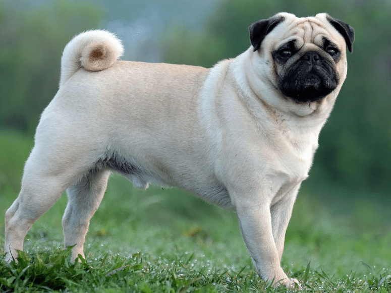 pug