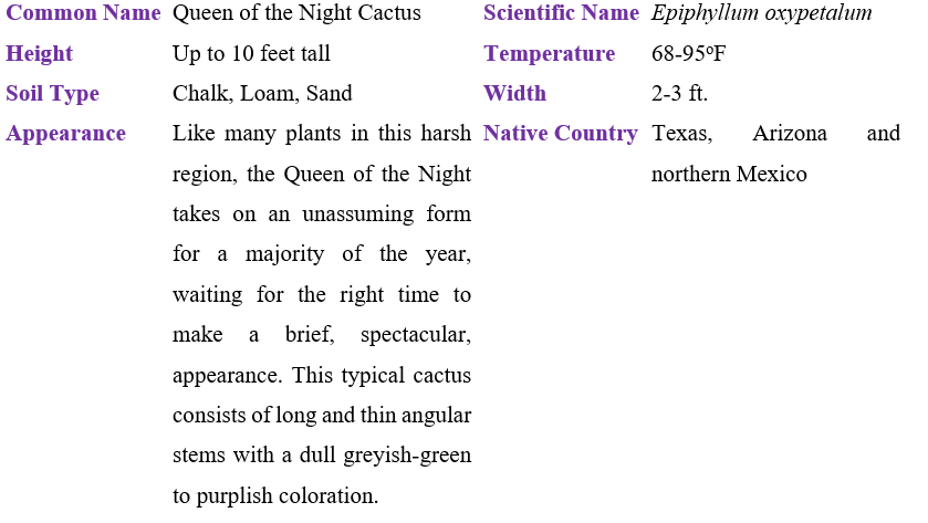 queen-of-the-night-cactus-table