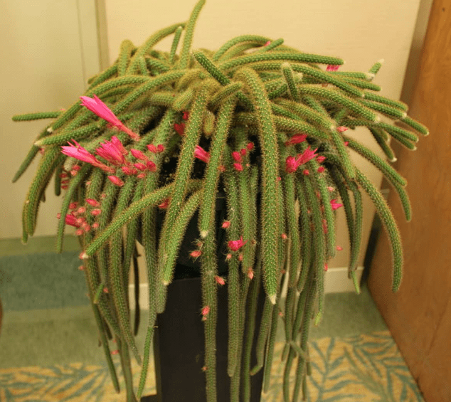 rat-tail-cactus.