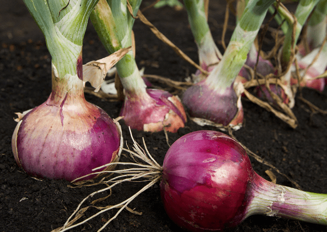 red-onion.