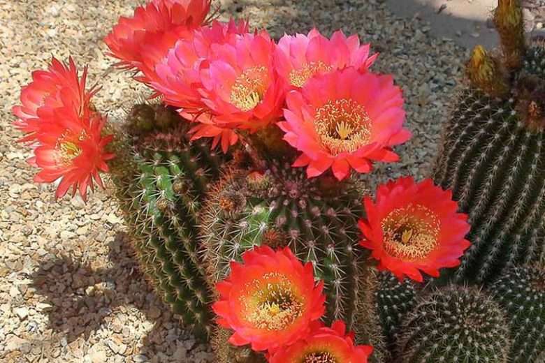red-torch-cactus.