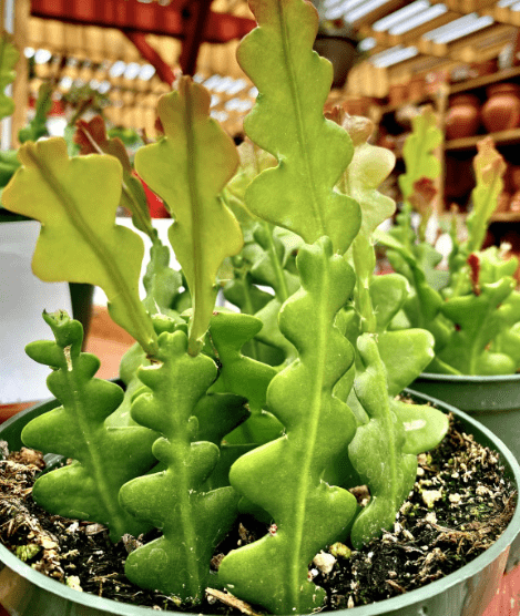 ric-rac-cactus