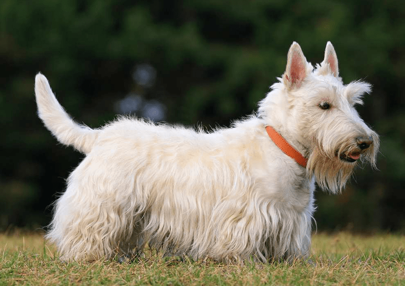 scottish-terrier