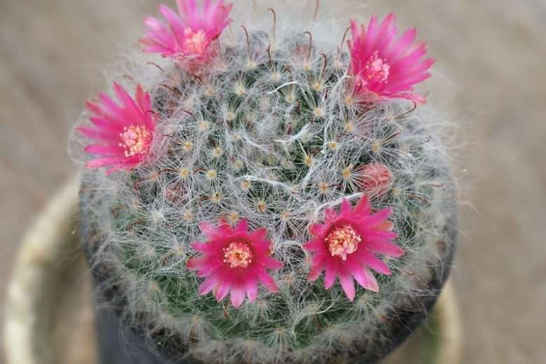 snowball-cactus.