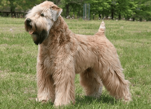 soft-coated-wheaten-terrier