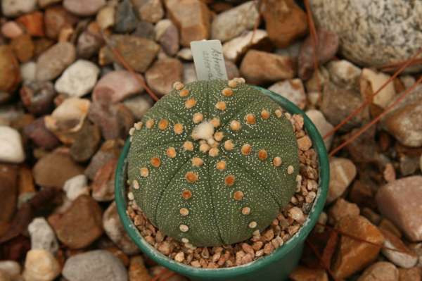 star-cactus.