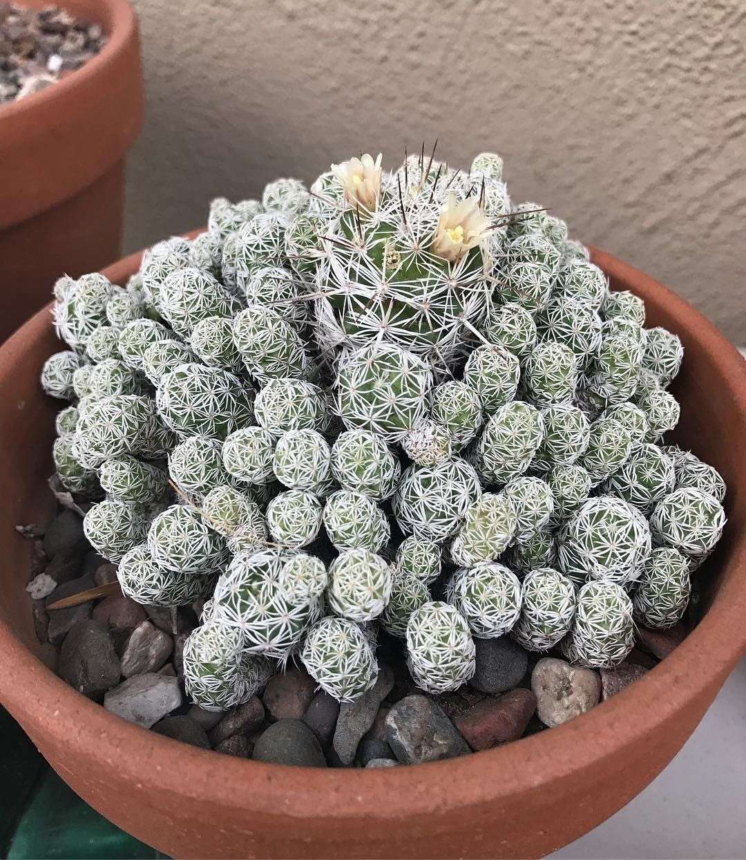 thimble-cactus