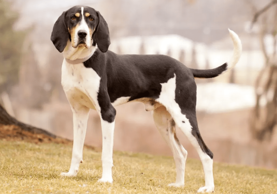 treeing-walking-coonhound