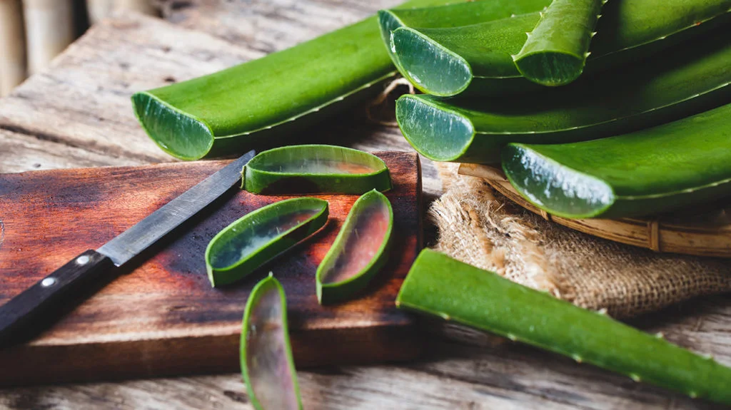 Aloe Vera.