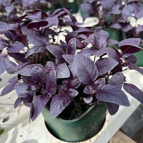 Basil Purple.