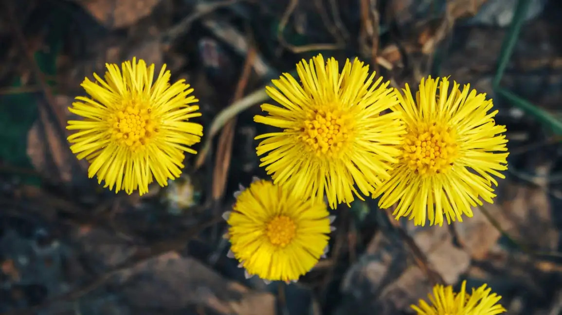 Coltsfoot.