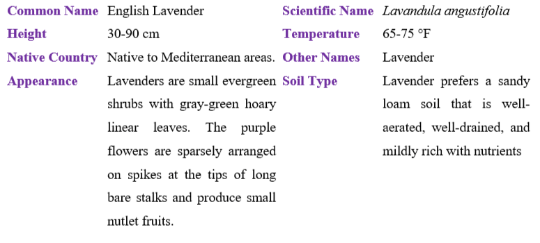 English Lavender table