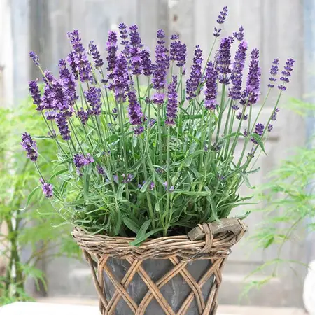 English Lavender.