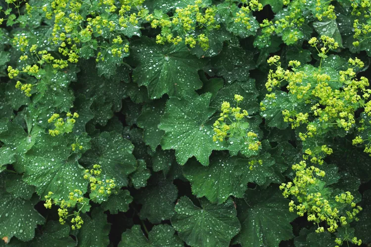 Lady's mantle.