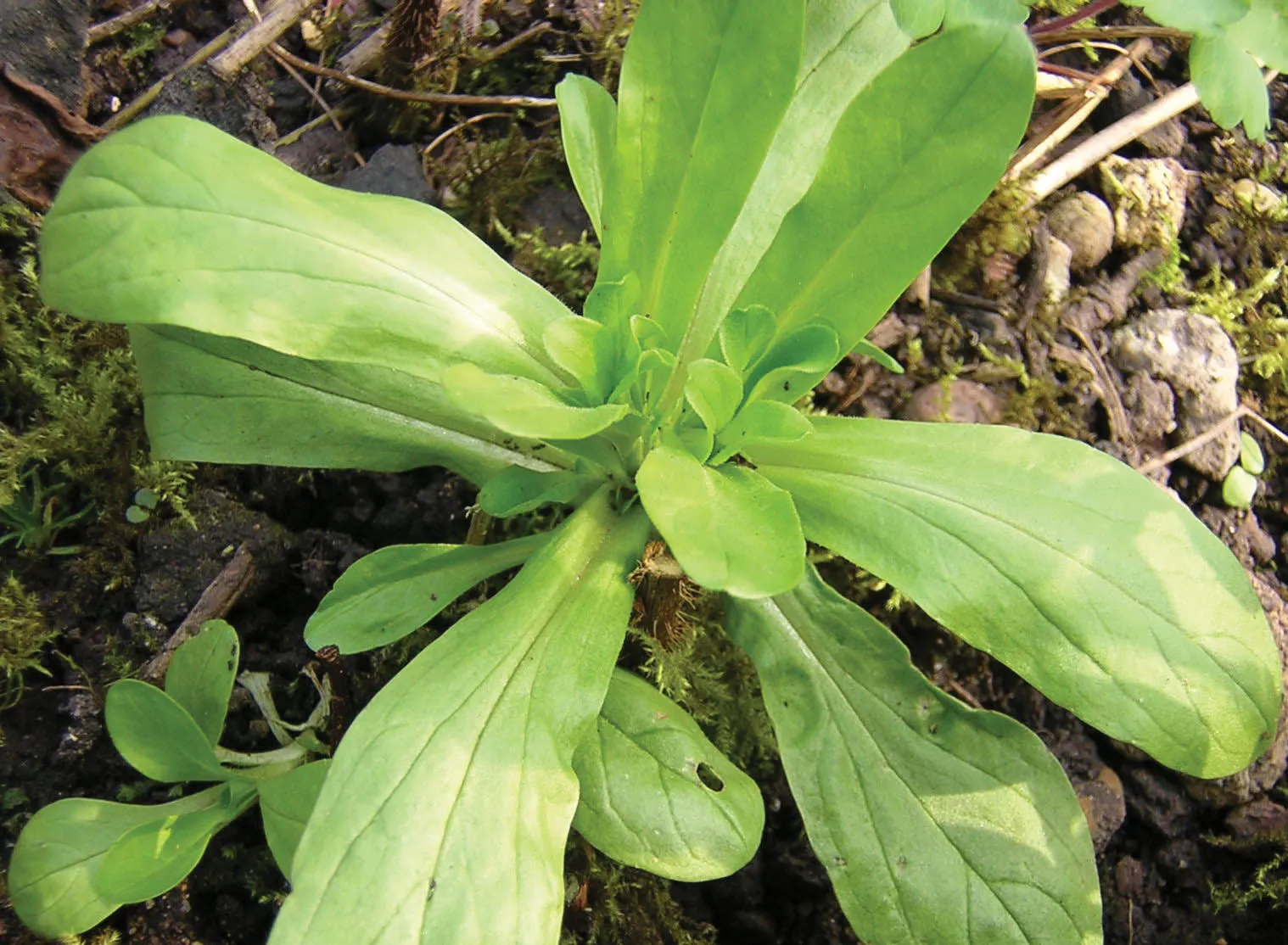 Lamb's Lettuce