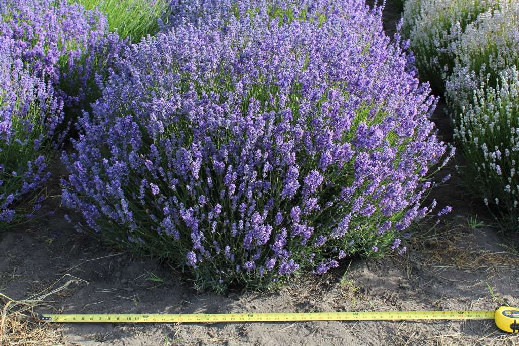 Lavender Folgate.