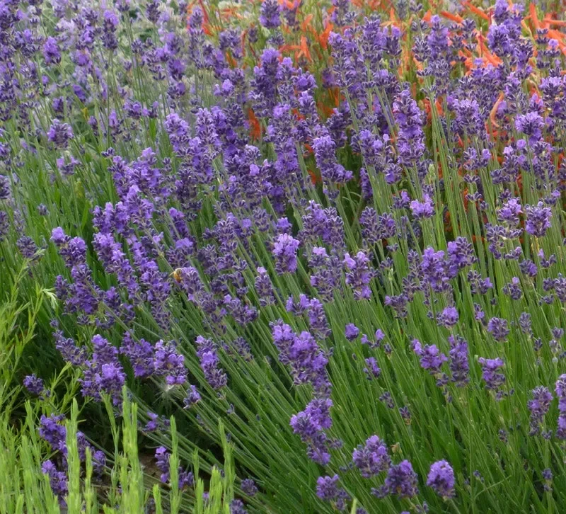 Lavender Munstead